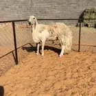 فحل مشروط السن رباع ابرص تواصل واتساب