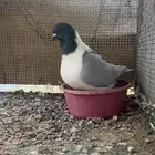 ذكر سترايزر للبيع منتج