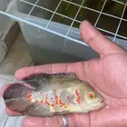 سمك أوسكار