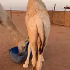 قعدان طيبه