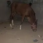 حصان شعبي ارغب البدل بحصان معسوف