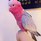 كوكاتو قالا جالا ( تم البيع )