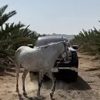 فرس شعبي لقاح