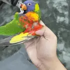 ببغاء لوري رينبو