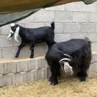 عنز عارضيه معها جفره