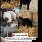 ذبيحتك توصل باب بيتك