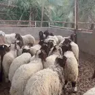 بهم نعيم للبيع