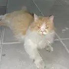 قط شيرازي للتبني لمن يستطيع تربيته