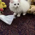 قطه للبيع