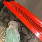 فرخ روز للبيع