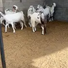 ( تم البيع ) معزا ضرايب صنف