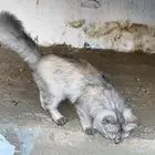 بسه شيرازي عمر 3 شهور