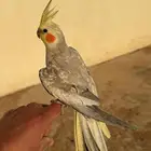 تم البيع