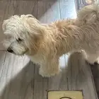 للبيع مالتيز العمر سنه ونص ذكر ف الاحساء بيعه سريعه سريعه
