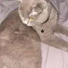 قطه سكوتش بيور للبيع