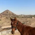 مهر عربي