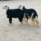 للبيع رخال نجد