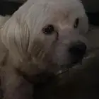 كلب مالتيز للبيع