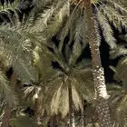 نخل عربي واشنطني متوفر