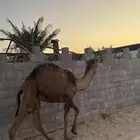 قعود للبيع