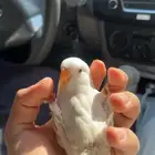 فرخ روز قريب فطام هدد البيع مستعجل