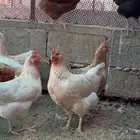 دجاج تركي فاخر بياض