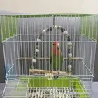 عصفور روز للبيع مع القفص