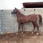 حصان للبيع