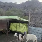 2 رخال جذعات