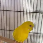 جوز بادجي معاه بيض مخصب