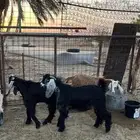 تيوس عوارض للبيع