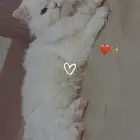 قط اليف مره