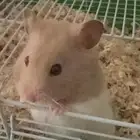 هامستر سوري