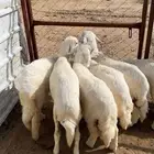 بهم رخال للبيع