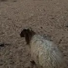 للبيع