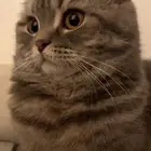 قطه نوعها سكوتش عمرها سنه تقريبا