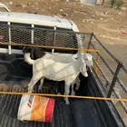 تم البيع