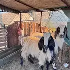 للبيع تيسين فحول طيبات شرط