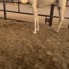 ثنيه وضحا
