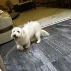 انثى مالتيز للبيع