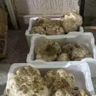 فقع جديد اليوم واصل.