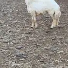 طلي يضرب مشروط