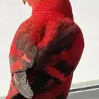 ببغاء لوري رد  انتاج محلي حجم طيب