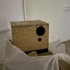 بياضات طيور بادجي وروز وكروان