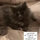 قطط