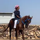 حصان شيخ.