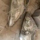 شمعات لكزس es350 2007-2009