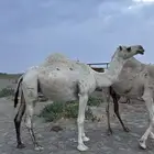 ناقه وضحى طيبه