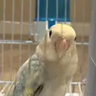روز