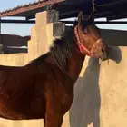 مهر البيع شعبي